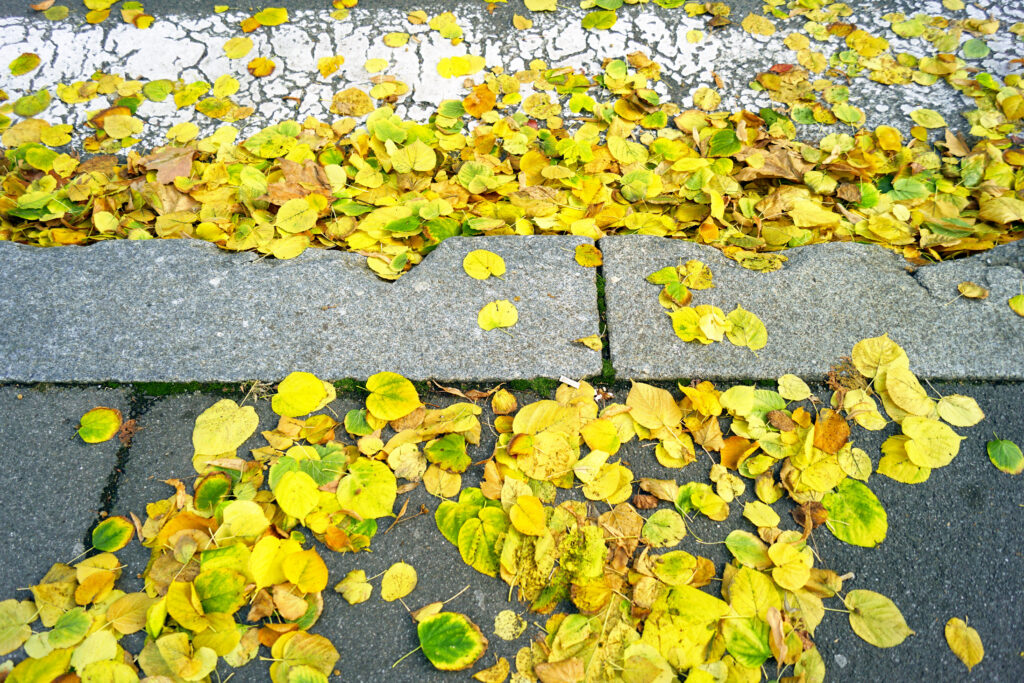 Scattered yellow leaves on a concrete curb